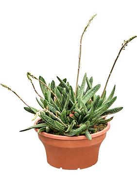 Гастерия Литл Варти