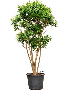 Драцена Песня Шри-Ланки Драцена Песня Шри-Ланки