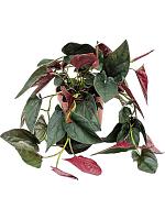 Сингониум Ред Эрроу H25 D12 см