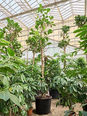 Фикус Лирата