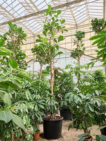 Фикус Лирата Фикус Лирата