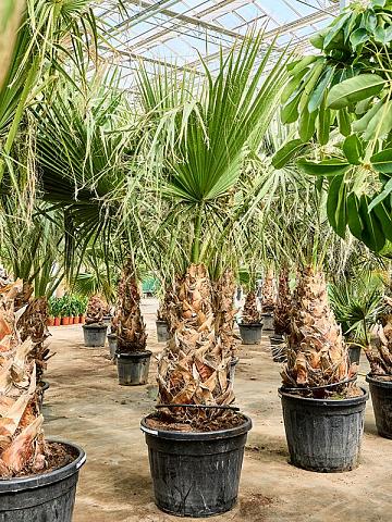 Вашингтония Нитеносная Вашингтония Нитеносная