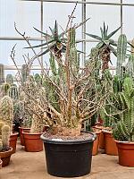 Сезамотамнус Лугардий H200 D55 см