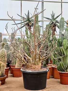 Сезамотамнус Лугардий