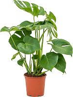 Монстера Делициоза (деликатесная) H70 D19 см