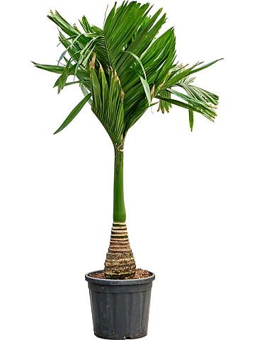 Бетелевая пальма (Арека Катеху)