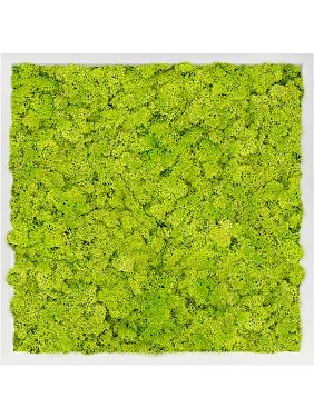 Картина из мха mdf ral 9010 satin gloss 100% reindeer moss (spring green) Картина из мха mdf ral 9010 satin gloss 100% reindeer moss (spring green)