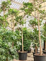 Фикус Лирата H450 D88 см