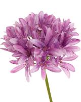 Агапантус лавандовый искусственный H77 см