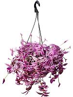 Традесканция Зебрина Пинк Парадайз ампельная H30 D20 см