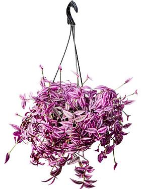 Традесканция Зебрина Пинк Парадайз ампельная Традесканция Зебрина Пинк Парадайз ампельная