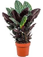 Калатея Сандериана H80 D24 см