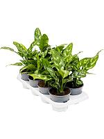 Аглаонема Мария H40 D14 см