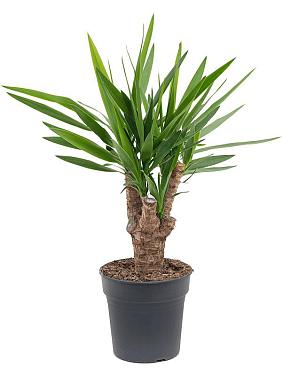 Юкка Слоновая разветвленная