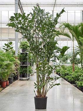 Кариота Митис мягкая Кариота Митис мягкая