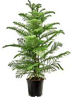 Араукария разнолистная Хетерофилла H100 D21 см