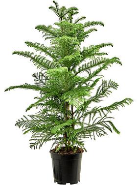 Араукария разнолистная Хетерофилла Араукария разнолистная Хетерофилла