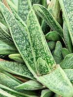 Гастерия Литл Варти H25 D25 см