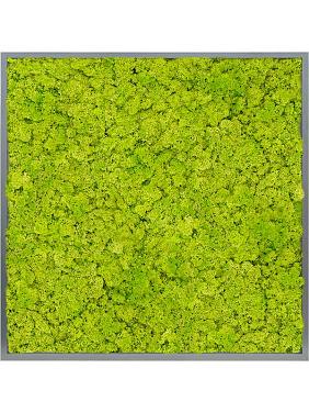 Картина из мха mdf ral 7016 satin gloss 100% reindeer moss (spring green) Картина из мха mdf ral 7016 satin gloss 100% reindeer moss (spring green)
