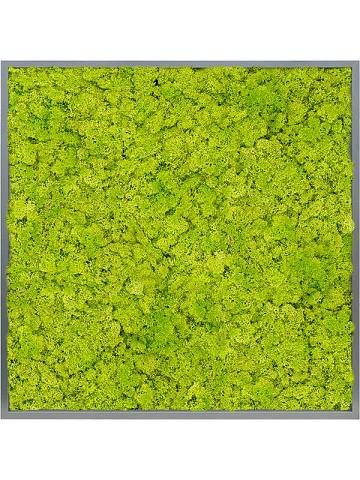 Картина из мха mdf ral 7016 satin gloss 100% reindeer moss (spring green) Картина из мха mdf ral 7016 satin gloss 100% reindeer moss (spring green)