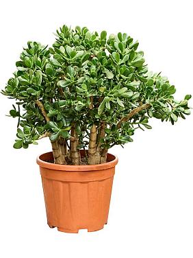 Крассула Овата