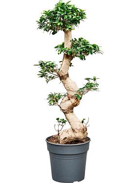 Фикус Микрокарпа Компакта бонсай Фикус Микрокарпа Компакта бонсай