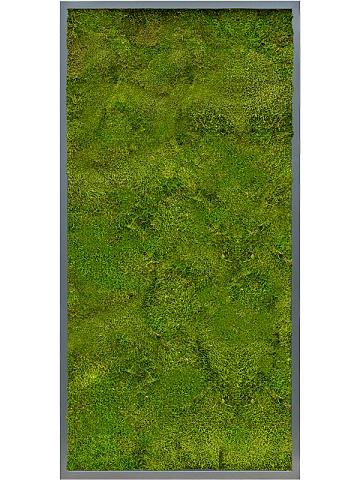 Картина из мха mdf ral 7016 satin gloss 100% flat moss Картина из мха mdf ral 7016 satin gloss 100% flat moss