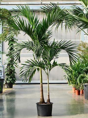 Вейтчия Мерилли (Адонидия) 2 ствола Вейтчия Мерилли (Адонидия) 2 ствола