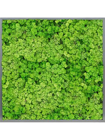 Картина из мха mdf ral 7016 satin gloss 100% reindeer (light grass green) Картина из мха mdf ral 7016 satin gloss 100% reindeer (light grass green)