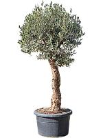 Оливковое дерево (Олива европейская) H200 D65 см