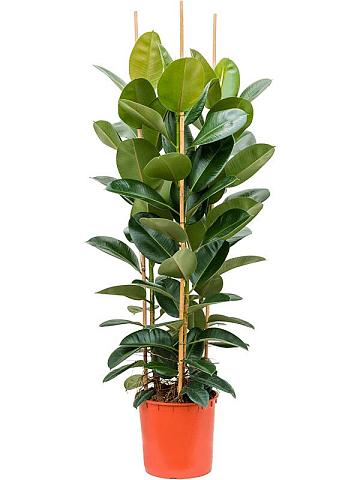 Фикус Эластика Робуста 3 ствола