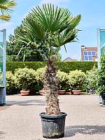 Трахикарпус Форчуна H210 D45 см