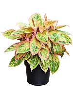 Аглаонема Салмон Фэнтези H35 D19 см