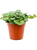 Пеперомия Тетрафилла Хоуп H20 D12 см Пеперомия Тетрафилла Хоуп H20 D12 см
