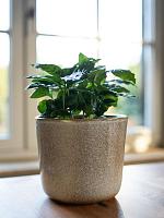 Кашпо Hedy pot sand D16 H14 см Кашпо Hedy pot sand D16 H14 см