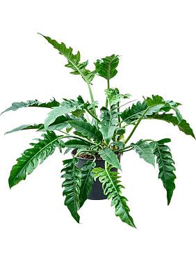 Филодендрон Нарроу Эскейп Филодендрон Нарроу Эскейп