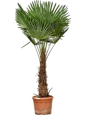 Трахикарпус Форчуна Трахикарпус Форчуна