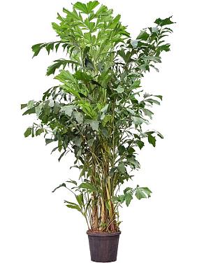 Кариота Митис мягкая