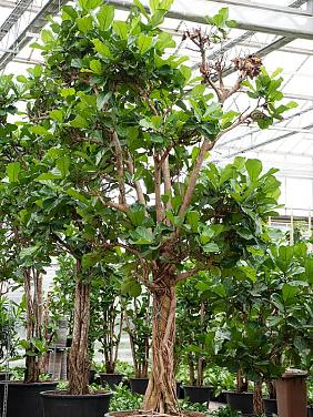 Фикус Лирата