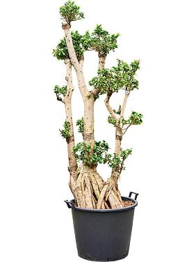 Фикус Микрокарпа Компакта бонсай Фикус Микрокарпа Компакта бонсай