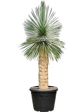 Юкка Рострата клювовидная Юкка Рострата клювовидная