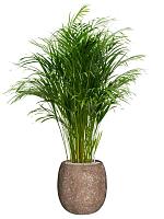 Арека Хризалидокарпус (Дипсис желтоватый) H120 D24 см