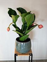 Кашпо Odile pot blue D15 H13 см