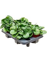 Пеперомия Туполистная H20 D12 см