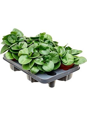 Пеперомия Туполистная Пеперомия Туполистная