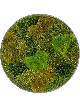Картина из мха nova frame natural-concrete 20% flat and 80% exclusive moss (mix)