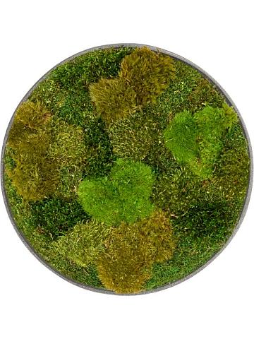 Картина из мха nova frame natural-concrete 20% flat and 80% exclusive moss (mix)