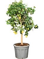 Лимон Каррубаро H170 D55 см