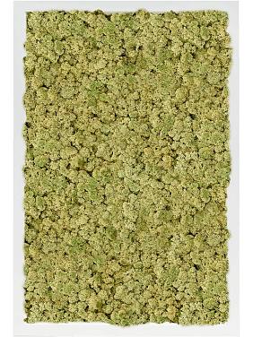 Картина из мха mdf ral 9010 satin gloss 100% reindeer moss (old green) Картина из мха mdf ral 9010 satin gloss 100% reindeer moss (old green)