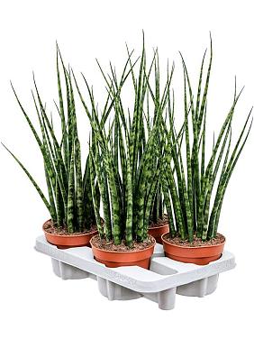 Сансевиерия Цилиндрика Фернвуд Микадо Сансевиерия Цилиндрика Фернвуд Микадо